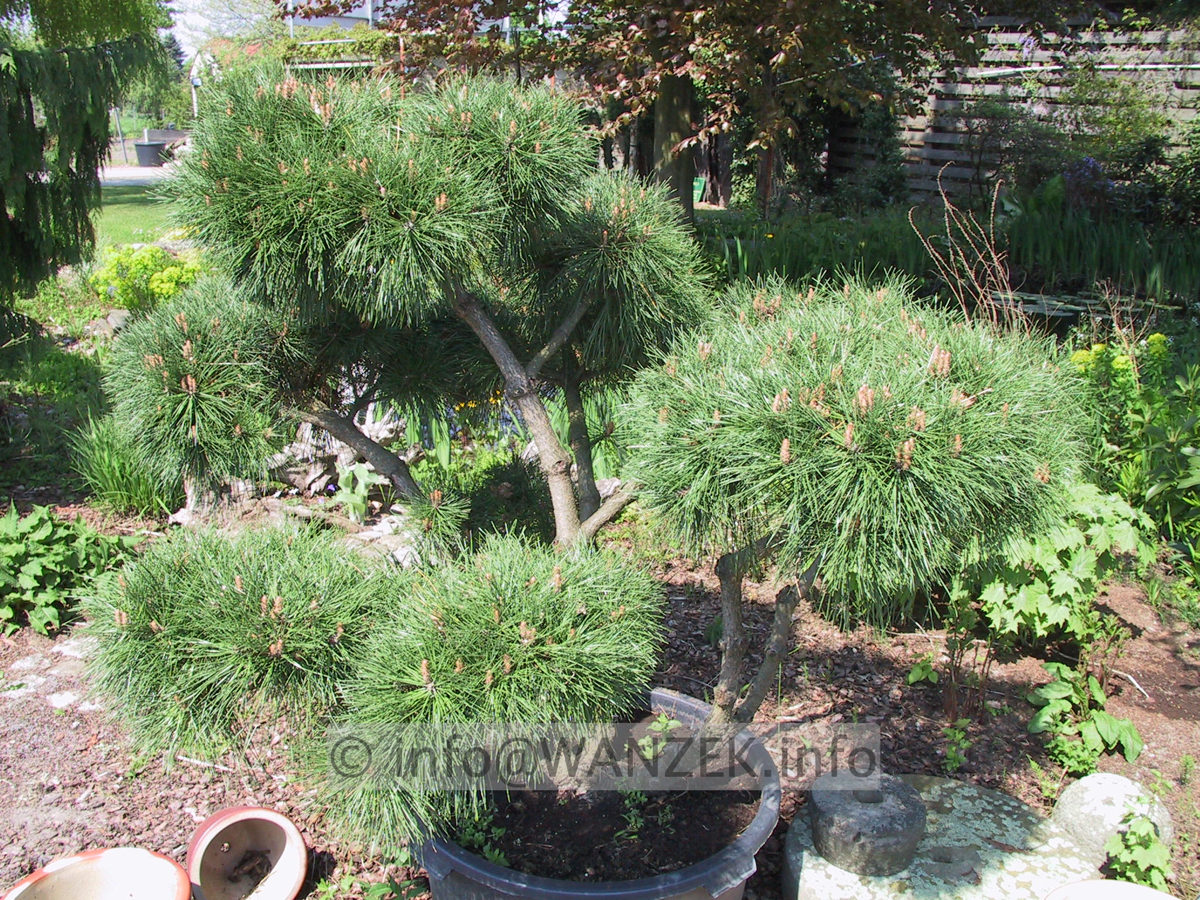 Pinus densiflora Pumila - Bonsai2.JPG